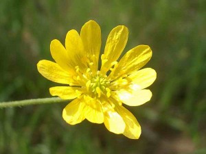 135-california-buttercup