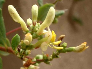 140-chaparral-honeysuckle