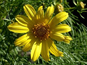 147-giant-coreopsis