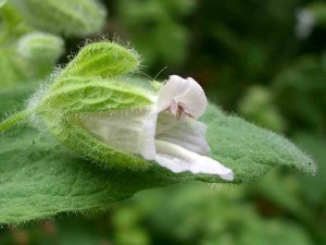 148-pitcher-sage