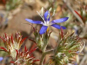 152-sapphire-wool-star