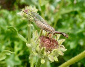 Snake fly