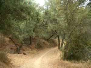 LR-meadow-vista-trail 