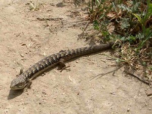 alligator-lizard