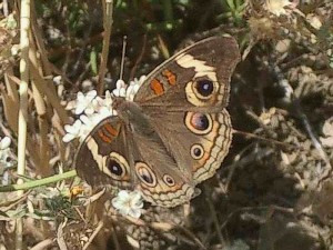 buckeye-butterfly