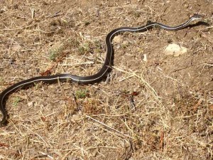 california_striped_racer