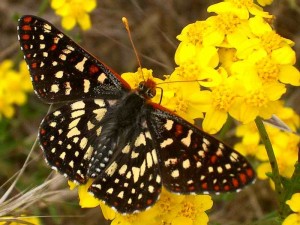 checkerspot-butterfly