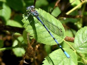 damselfly 