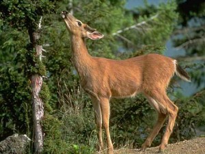 deer-eating-tree 