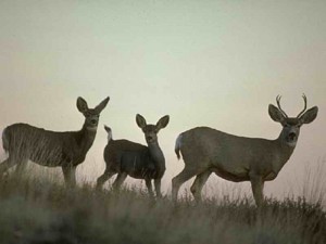 deer-on-hilltop 