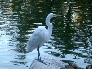 great-egret 