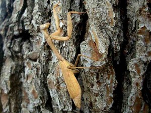 praying-mantis 