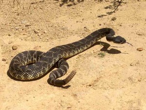 western-rattlesnake 